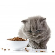 τροφές για γάτα