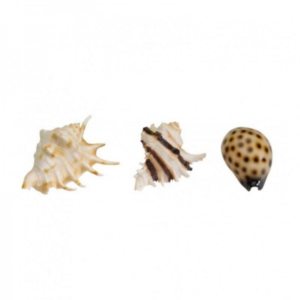 SEA SHELL MIX διακοσμητικά ενυδρείου Pet Shop Καλαματα