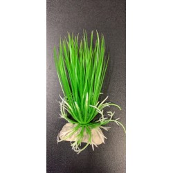 plastic plant acorus διακοσμητικά ενυδρείου Pet Shop Καλαματα
