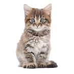 pet shop καλαματα